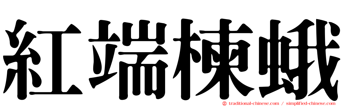 紅端楝蛾