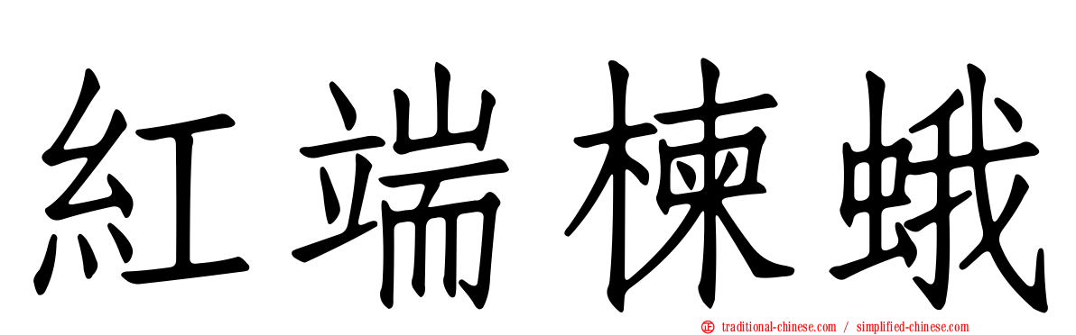 紅端楝蛾