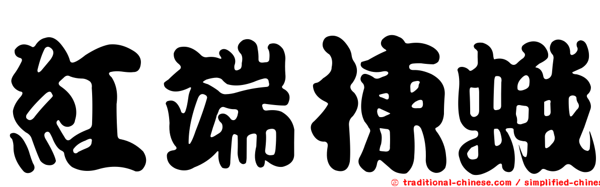 紅端楝蛾