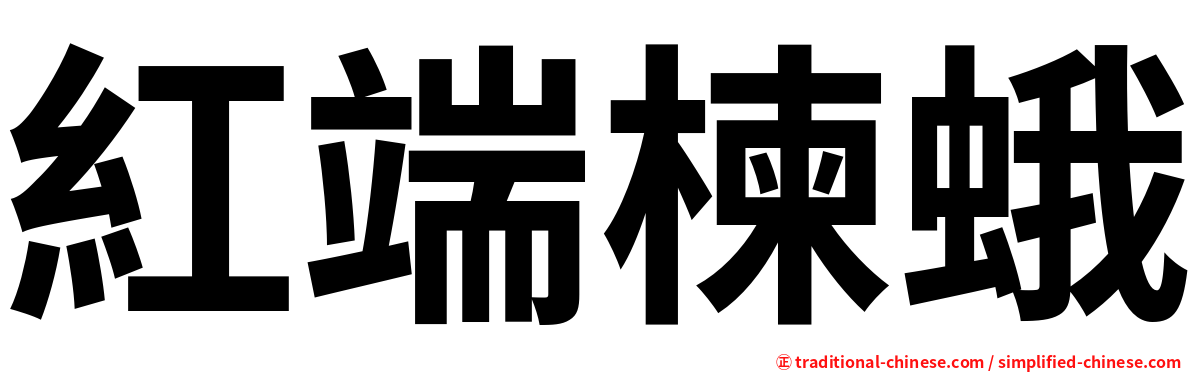紅端楝蛾