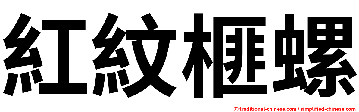 紅紋榧螺