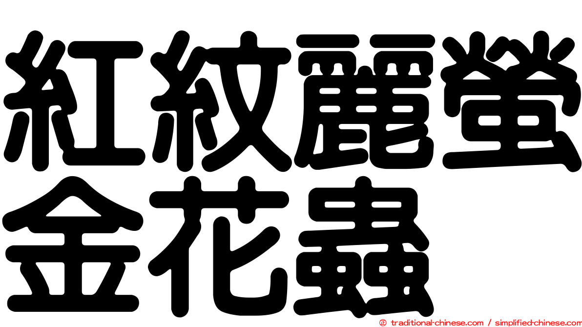 紅紋麗螢金花蟲