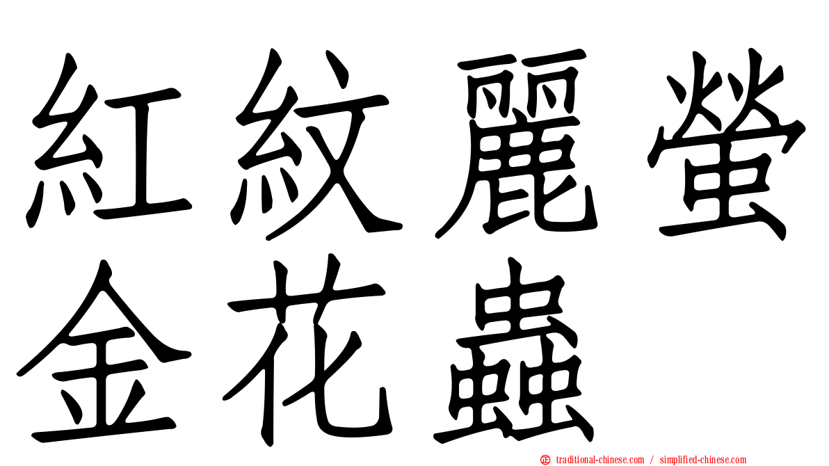 紅紋麗螢金花蟲