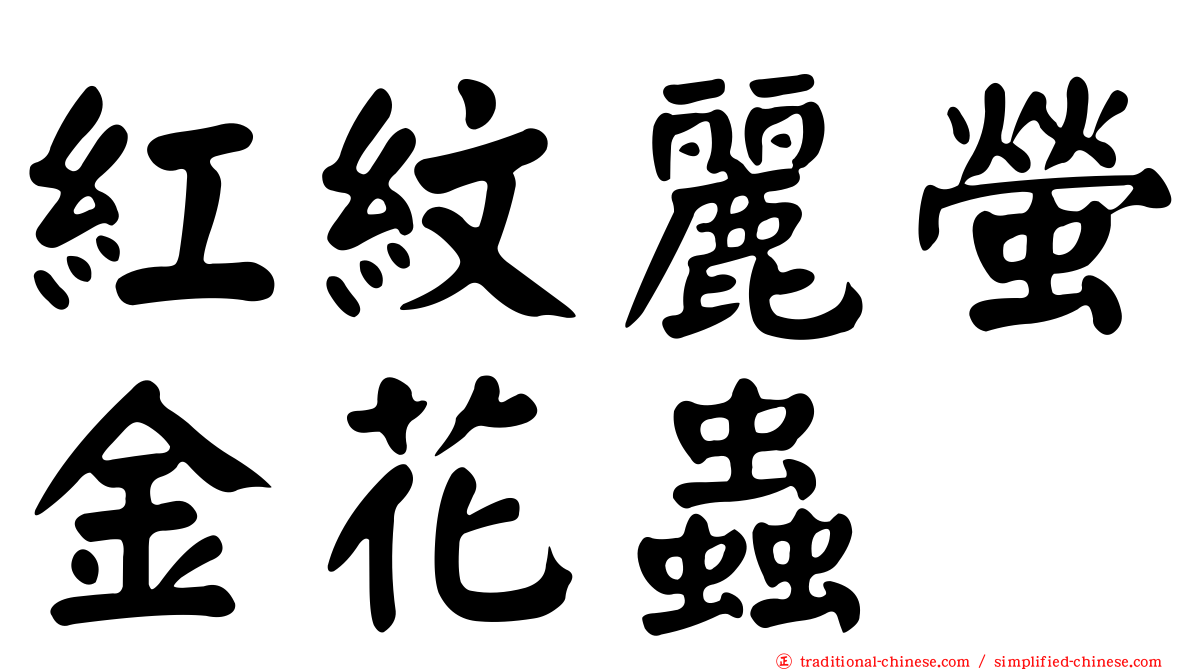 紅紋麗螢金花蟲