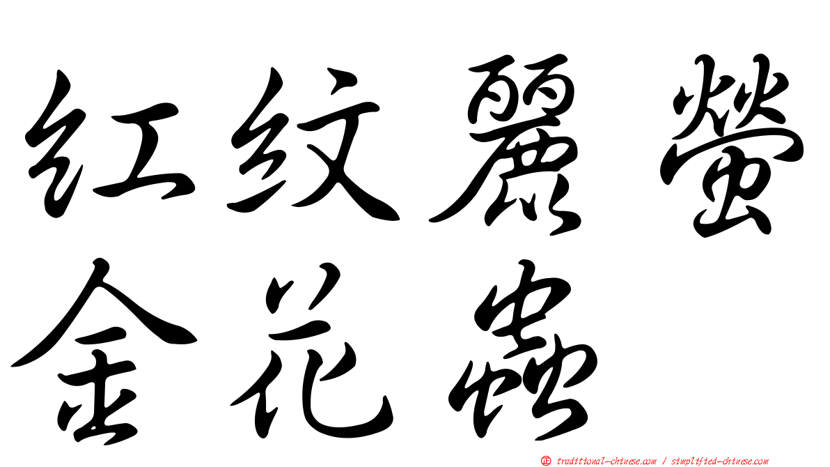紅紋麗螢金花蟲
