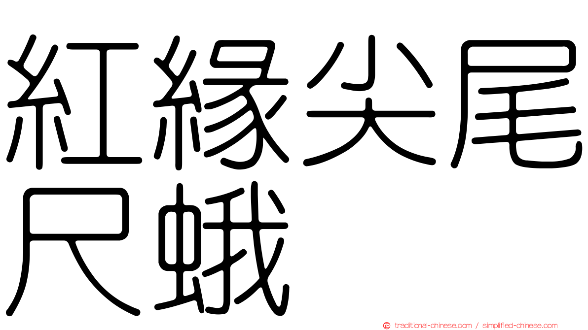 紅緣尖尾尺蛾