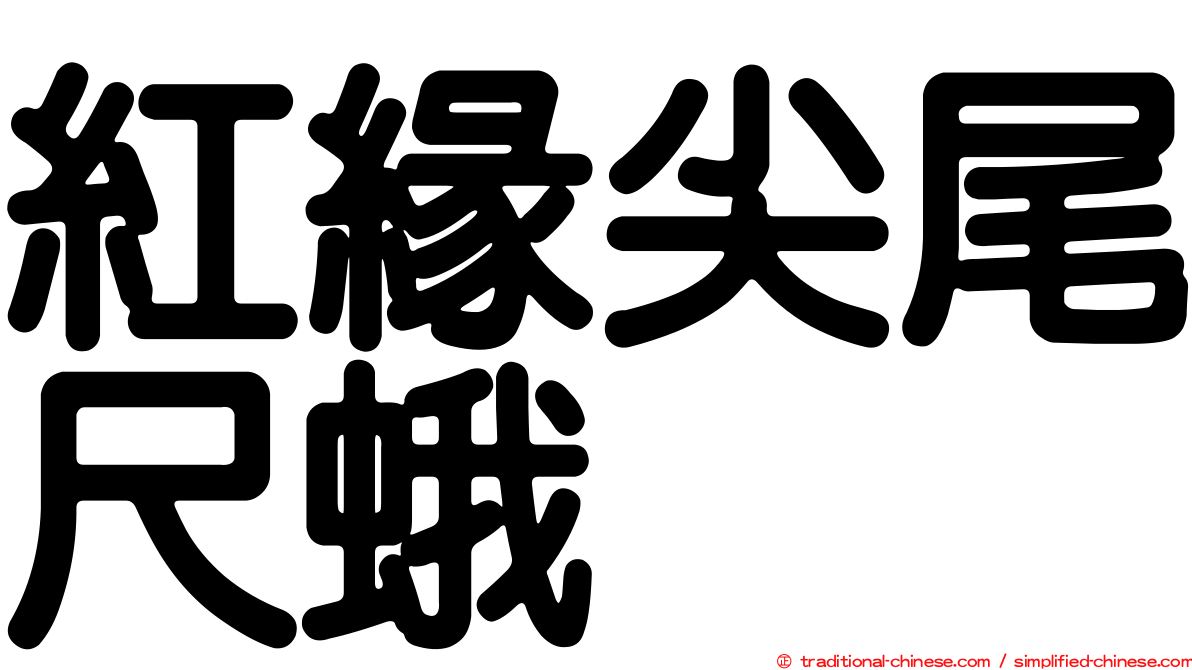 紅緣尖尾尺蛾