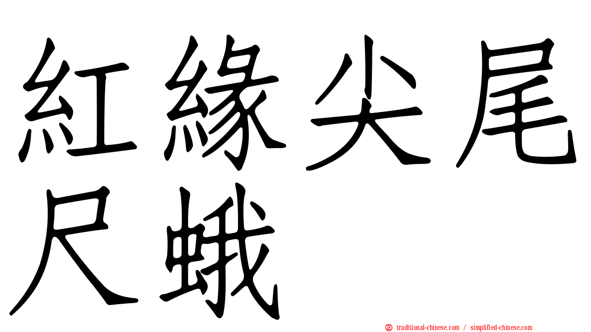 紅緣尖尾尺蛾