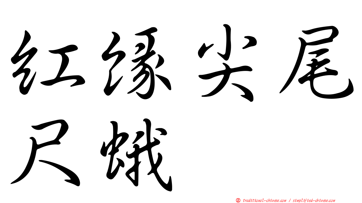 紅緣尖尾尺蛾