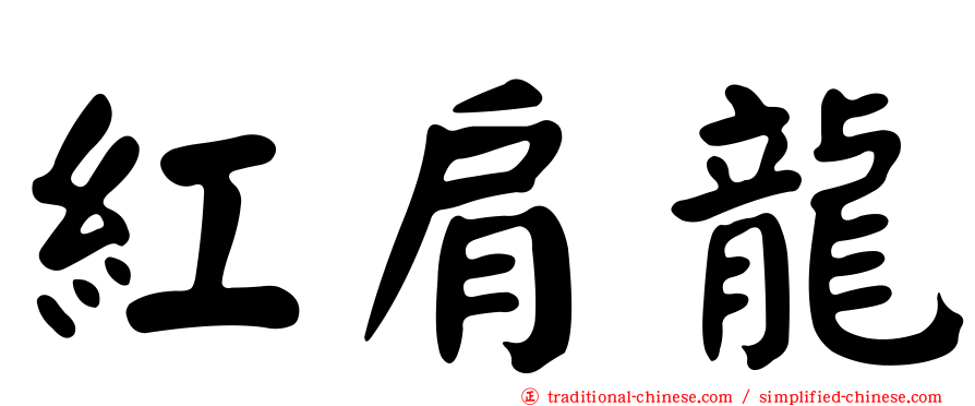 紅肩龍