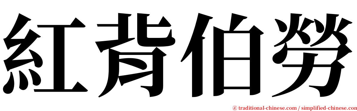 紅背伯勞 serif font