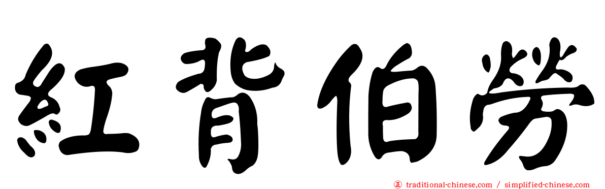紅背伯勞