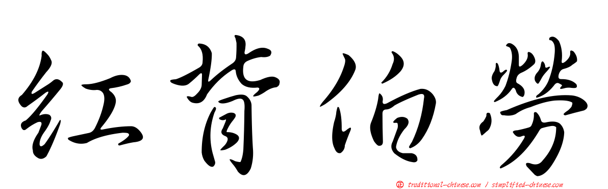 紅背伯勞