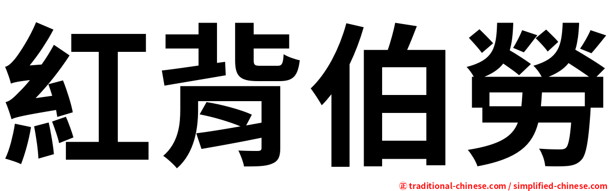 紅背伯勞