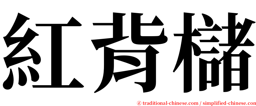 紅背櫧 serif font
