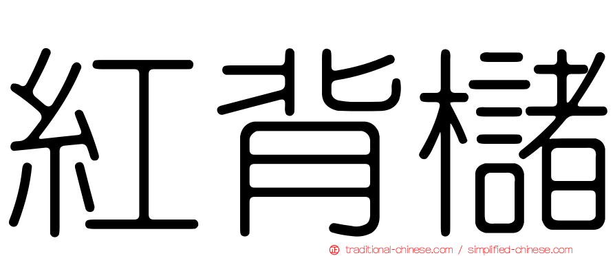 紅背櫧