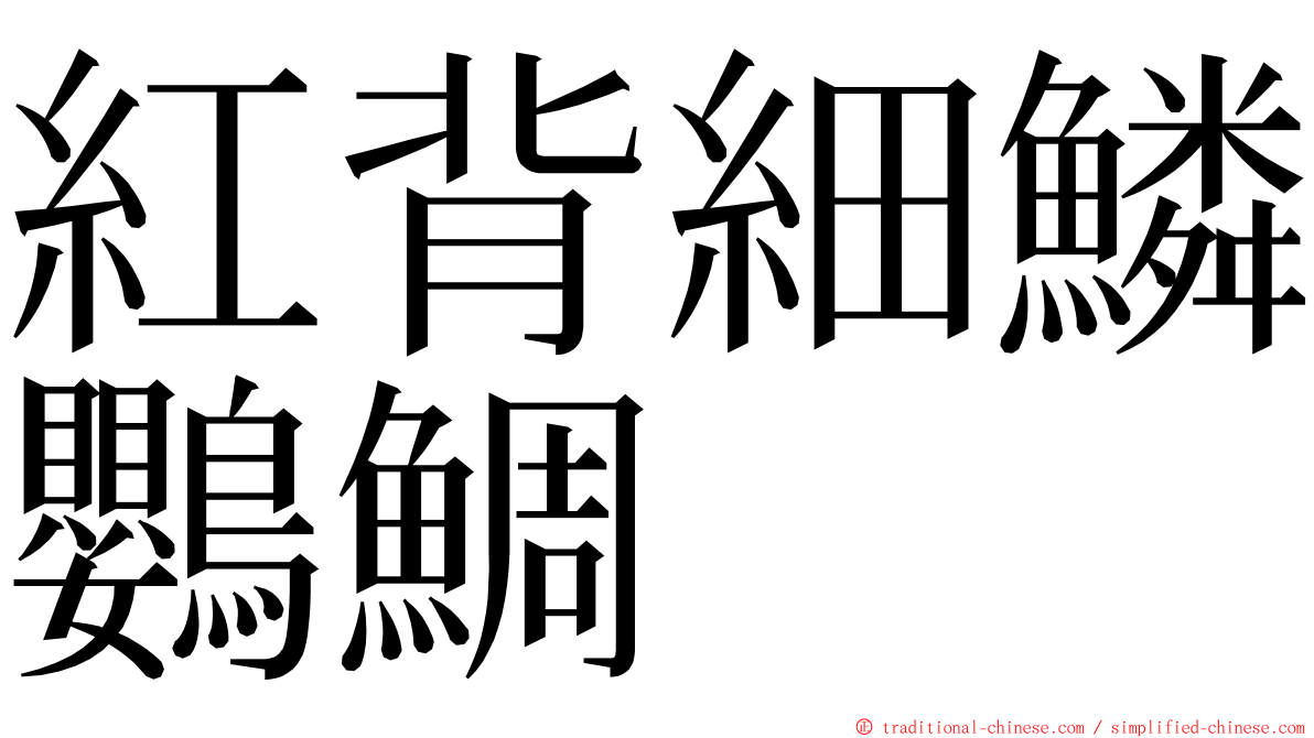 紅背細鱗鸚鯛 ming font
