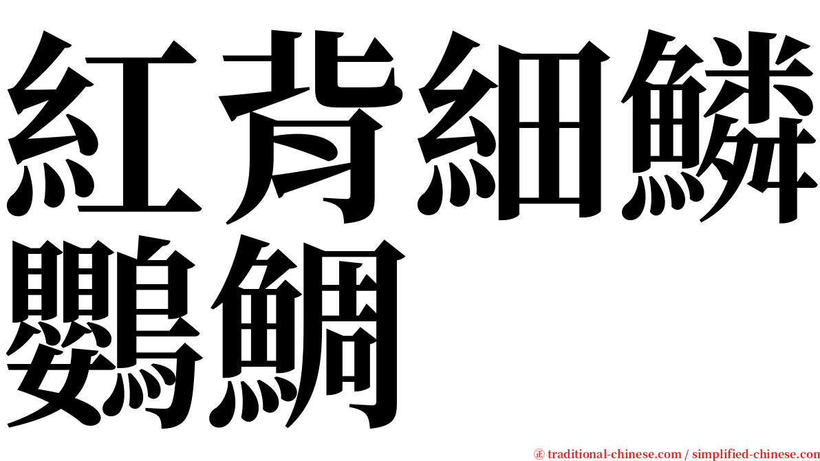 紅背細鱗鸚鯛 serif font