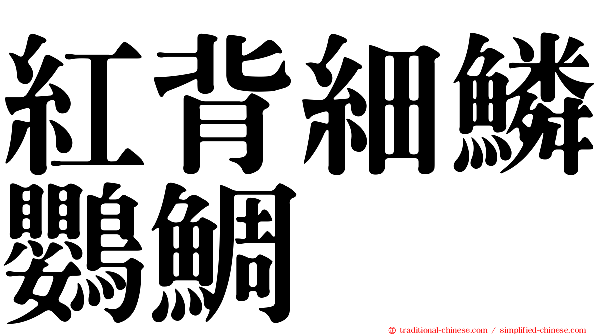 紅背細鱗鸚鯛