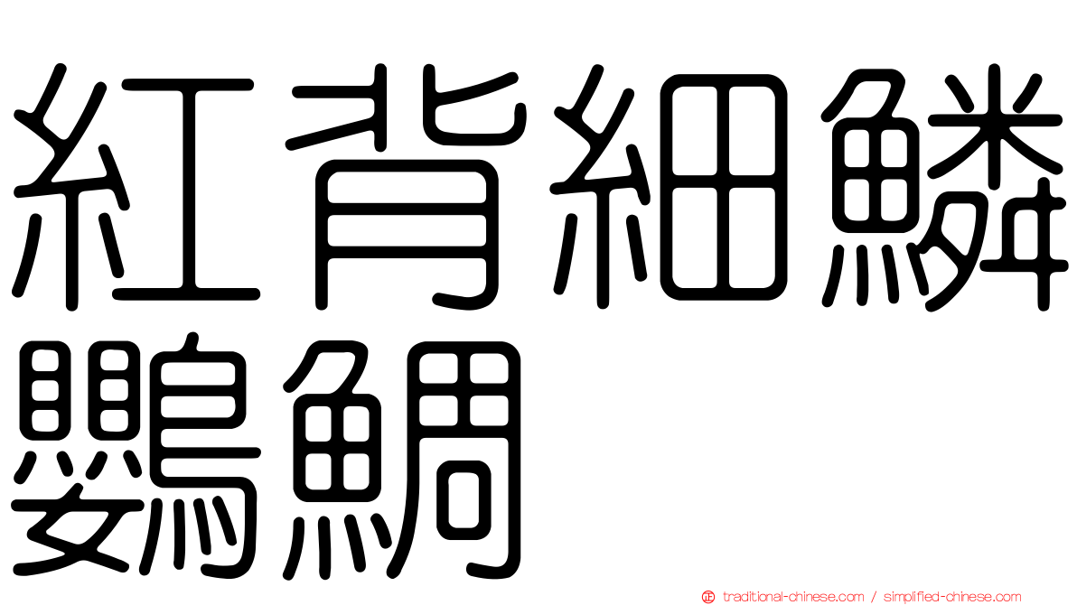 紅背細鱗鸚鯛