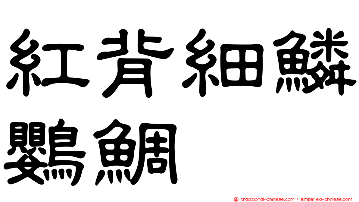 紅背細鱗鸚鯛