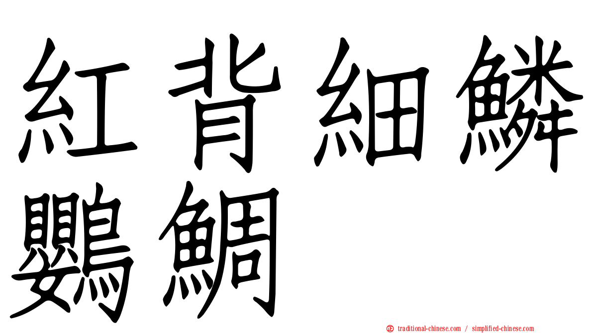 紅背細鱗鸚鯛