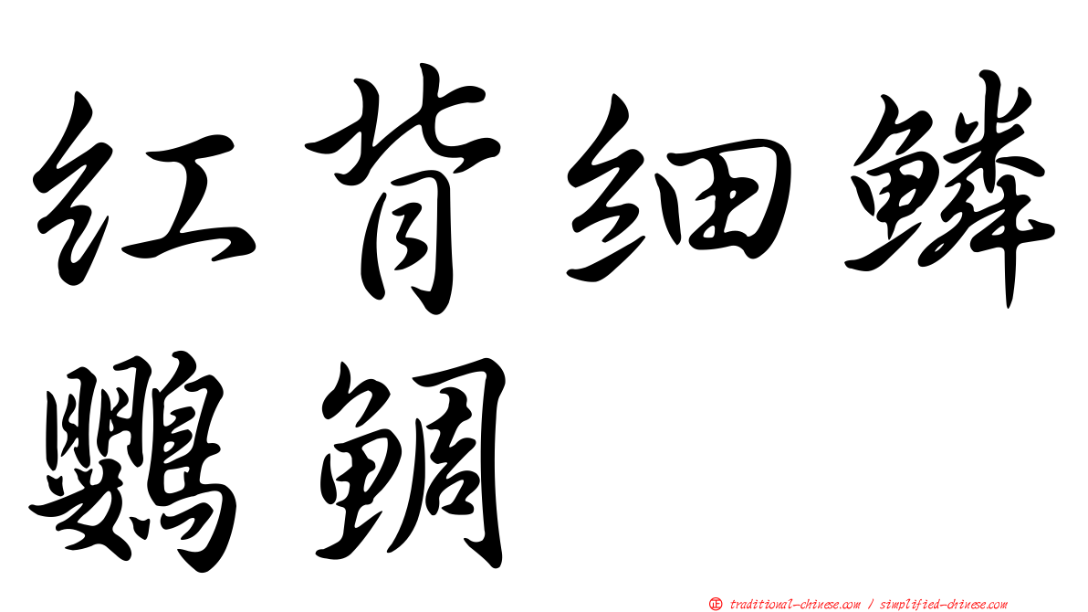 紅背細鱗鸚鯛