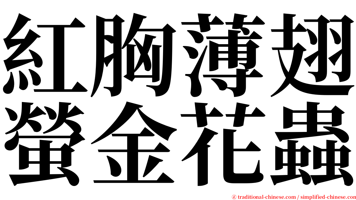 紅胸薄翅螢金花蟲 serif font