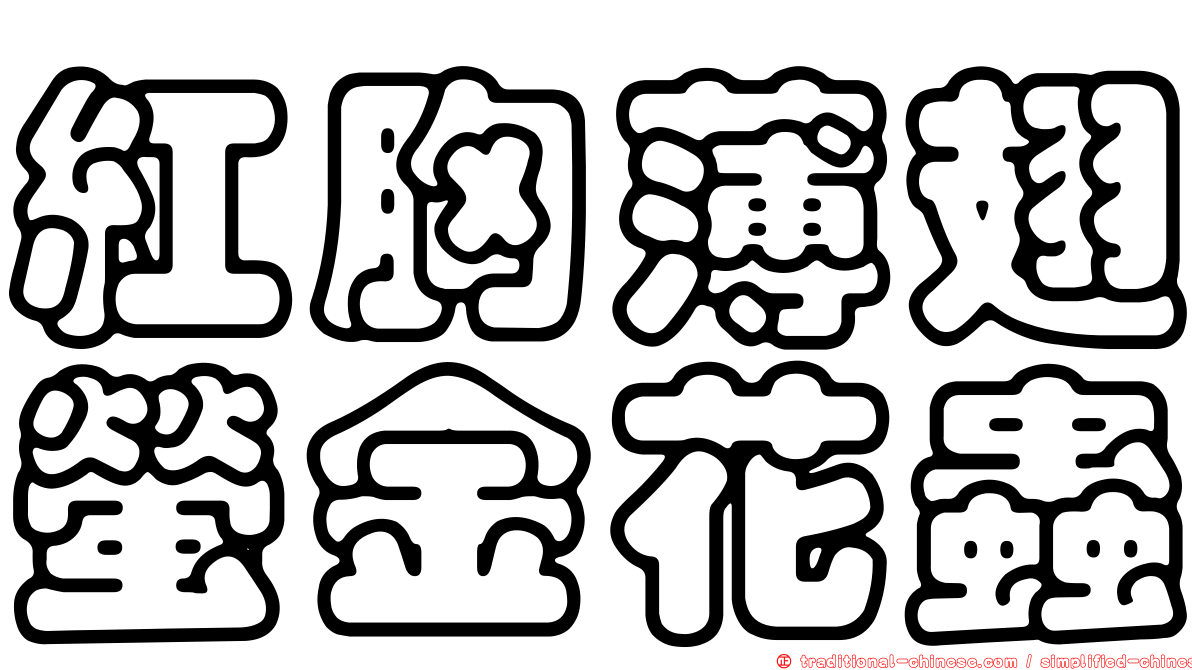 紅胸薄翅螢金花蟲
