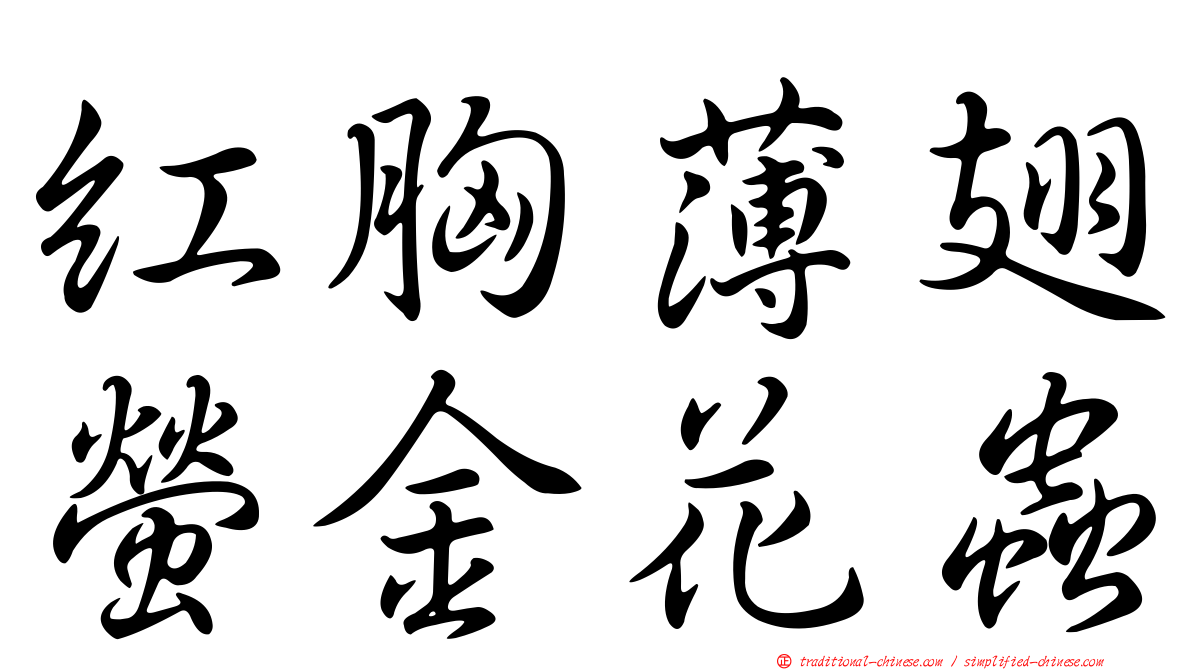 紅胸薄翅螢金花蟲