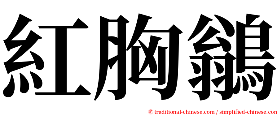 紅胸鶲 serif font