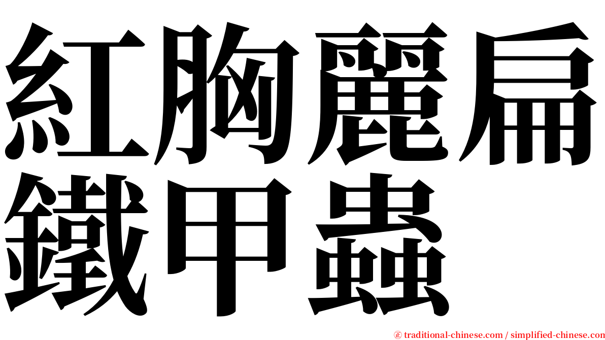紅胸麗扁鐵甲蟲 serif font