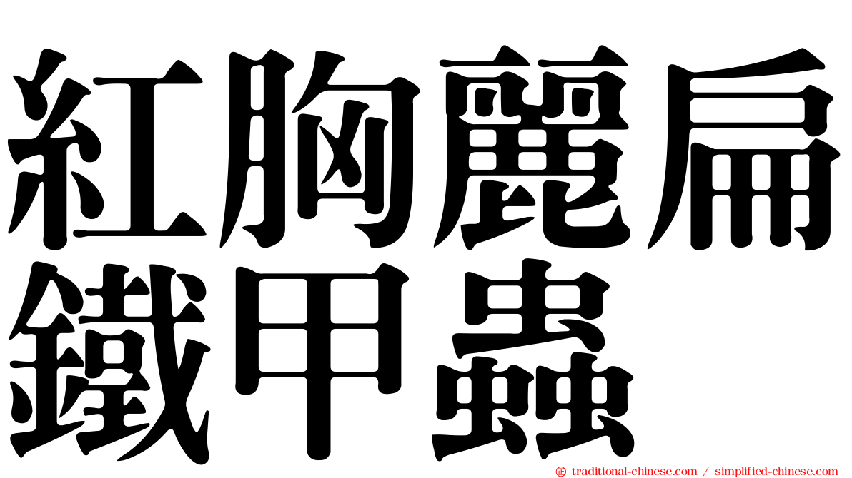 紅胸麗扁鐵甲蟲