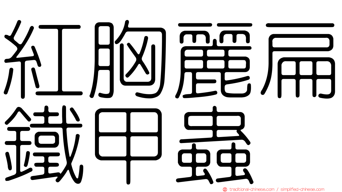 紅胸麗扁鐵甲蟲