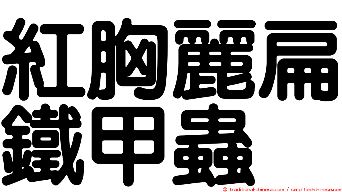 紅胸麗扁鐵甲蟲
