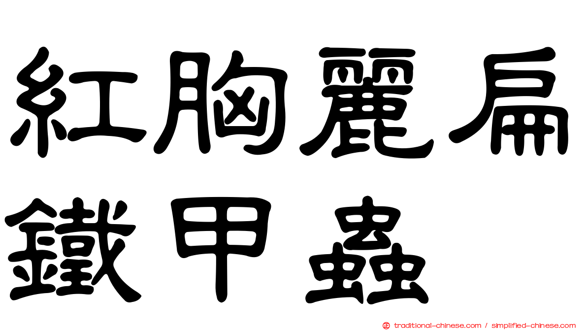 紅胸麗扁鐵甲蟲