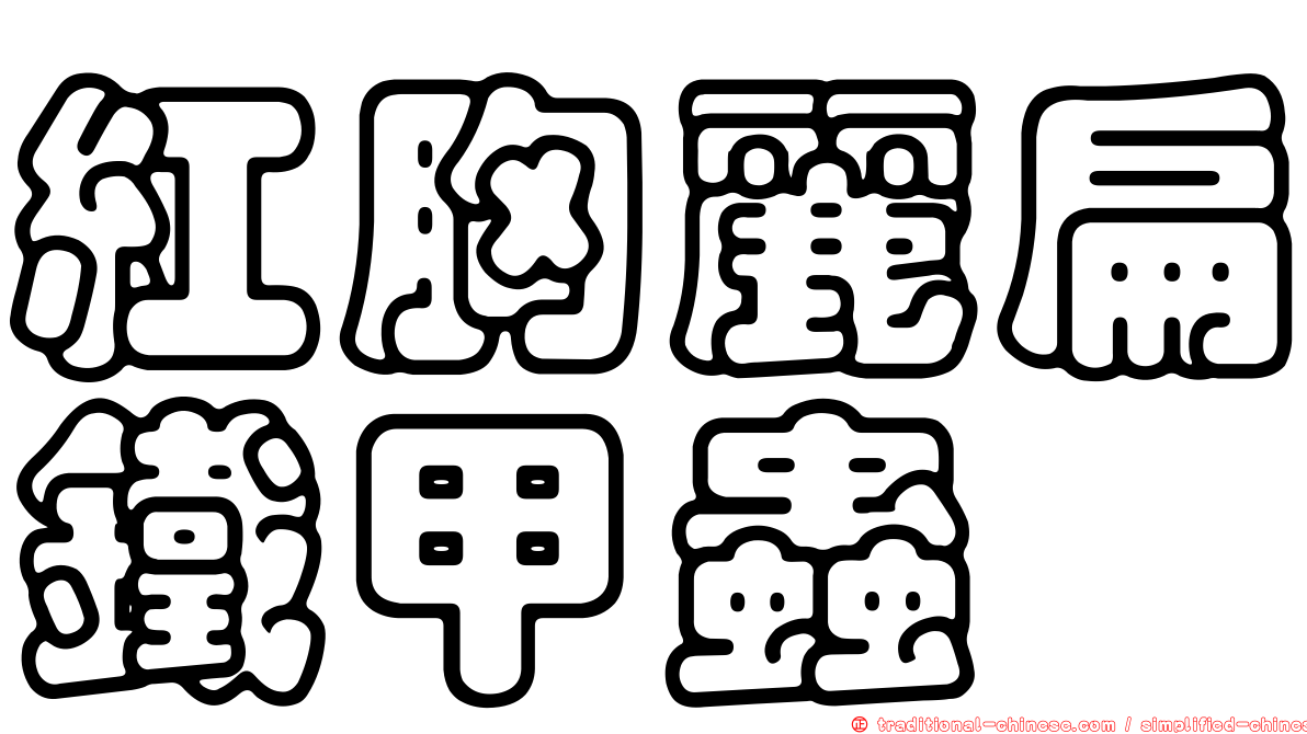 紅胸麗扁鐵甲蟲