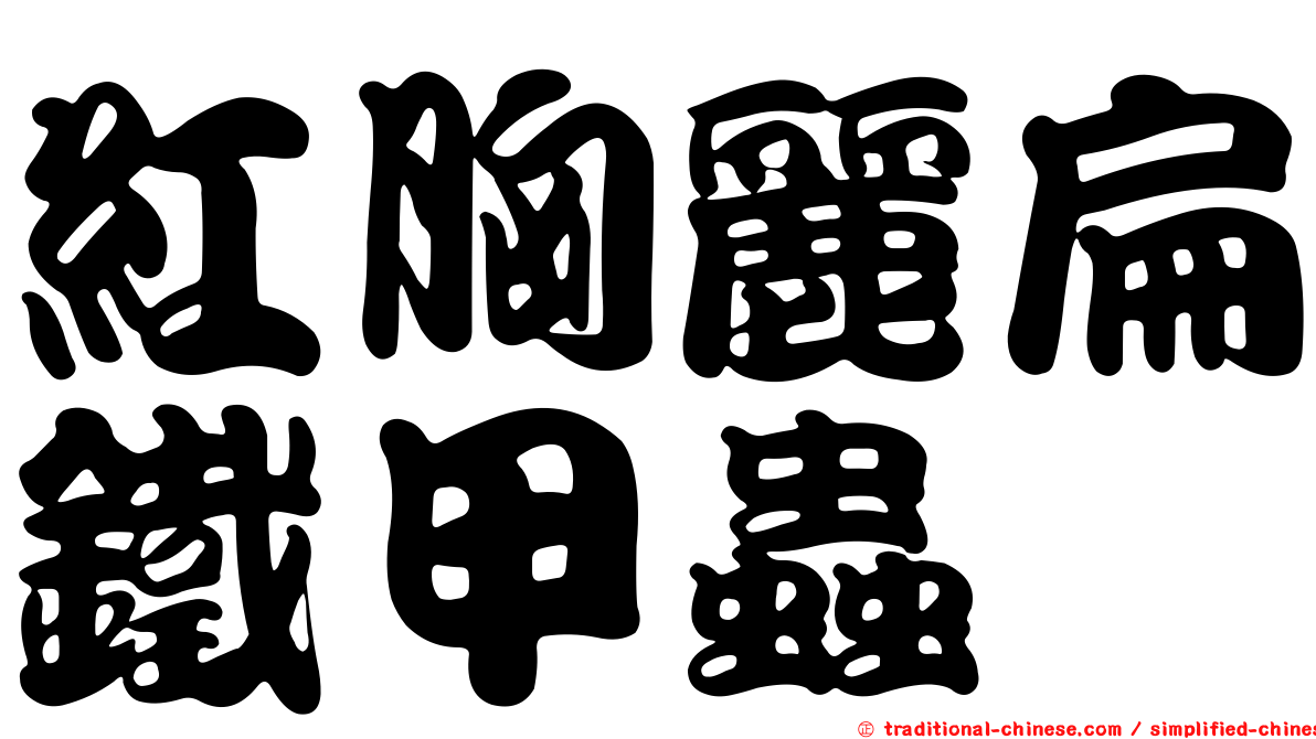 紅胸麗扁鐵甲蟲