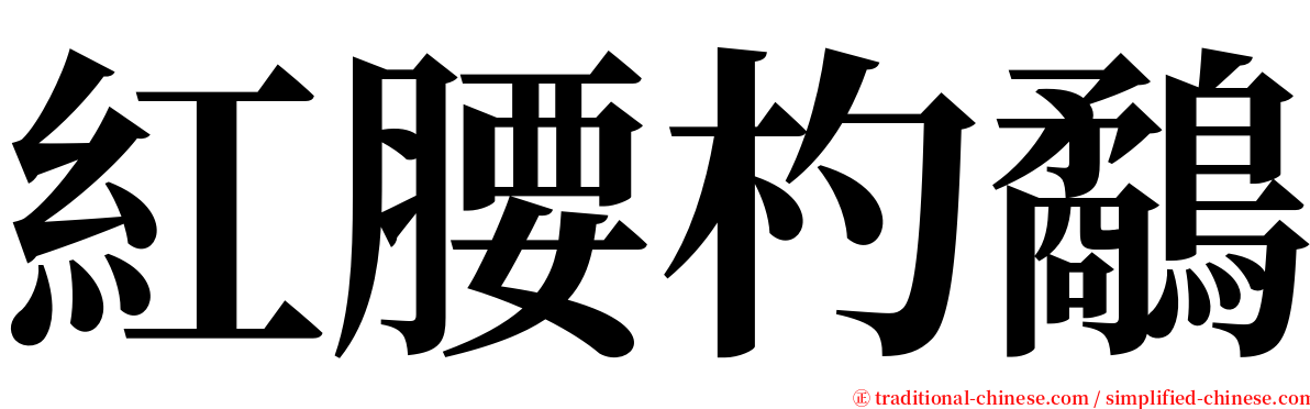 紅腰杓鷸 serif font