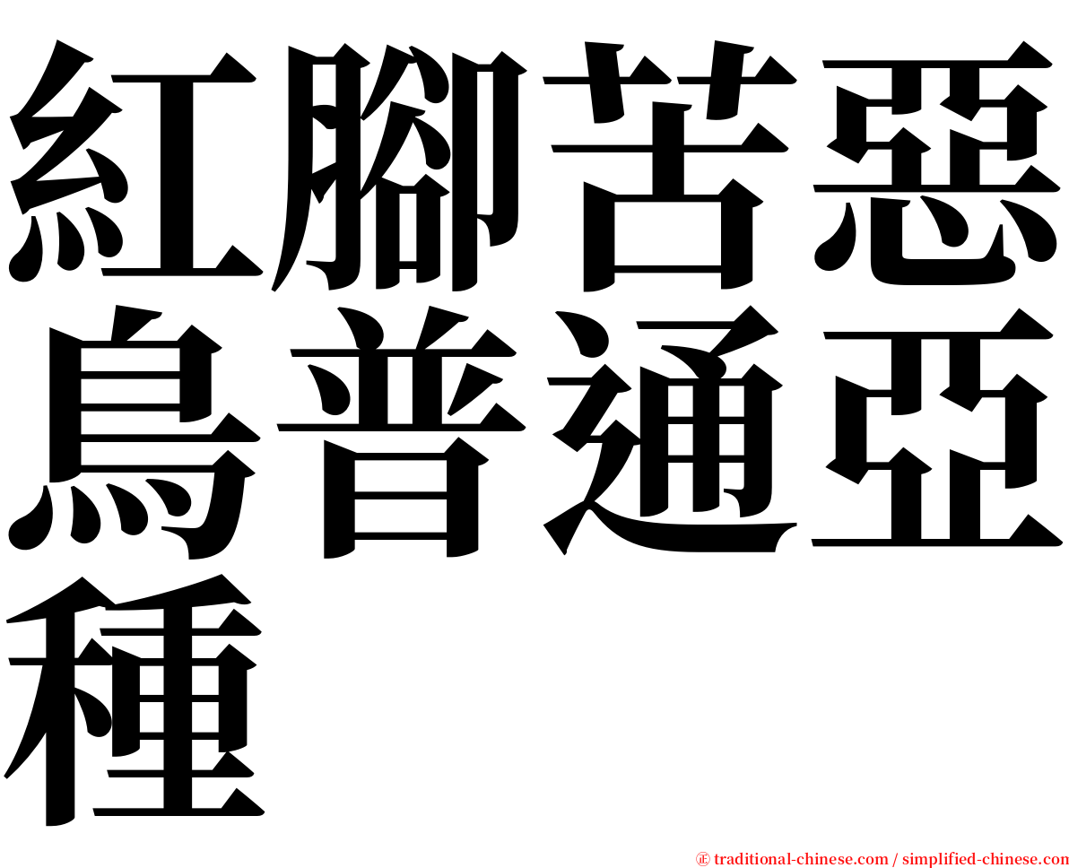紅腳苦惡鳥普通亞種 serif font
