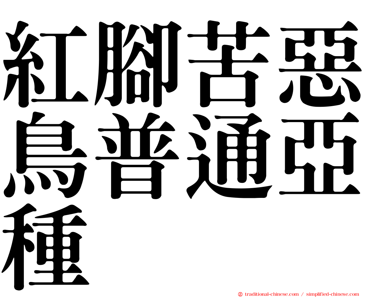 紅腳苦惡鳥普通亞種