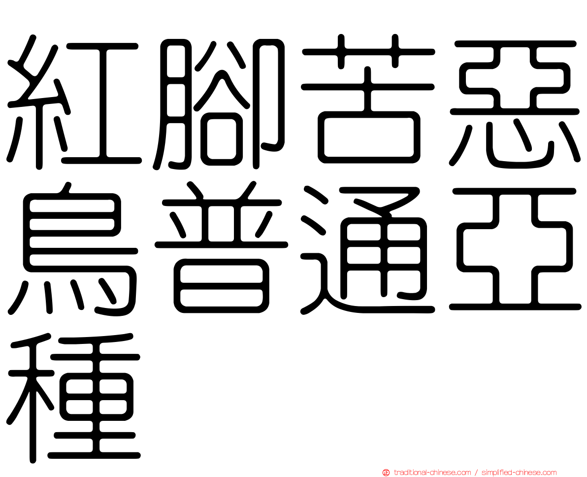 紅腳苦惡鳥普通亞種