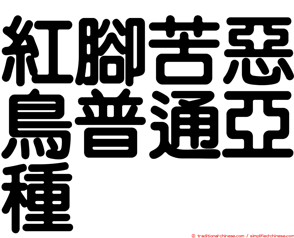 紅腳苦惡鳥普通亞種