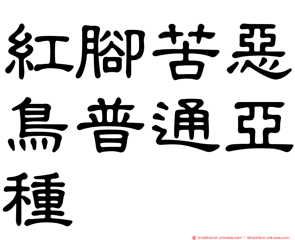 紅腳苦惡鳥普通亞種