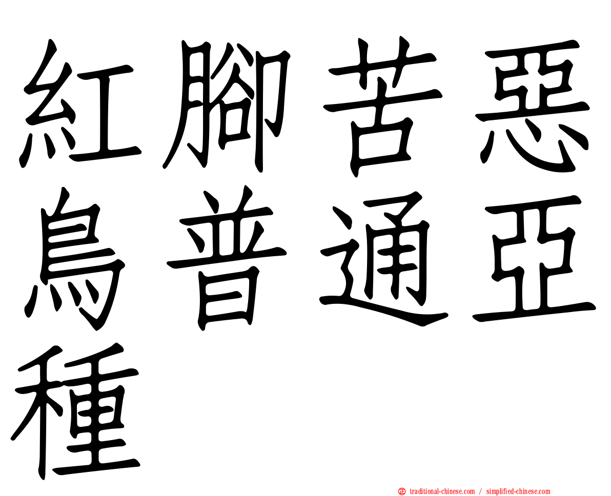 紅腳苦惡鳥普通亞種