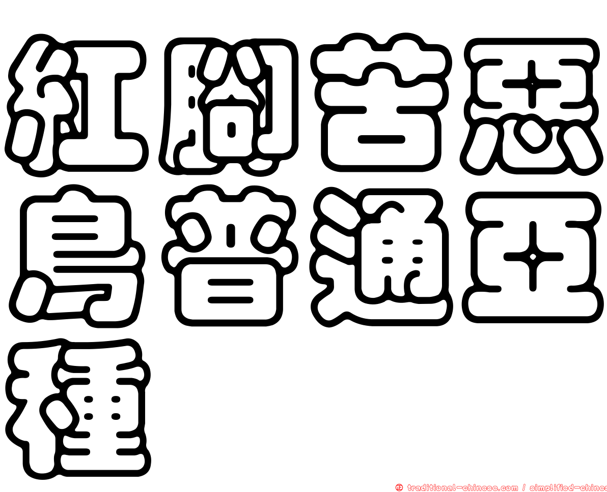 紅腳苦惡鳥普通亞種