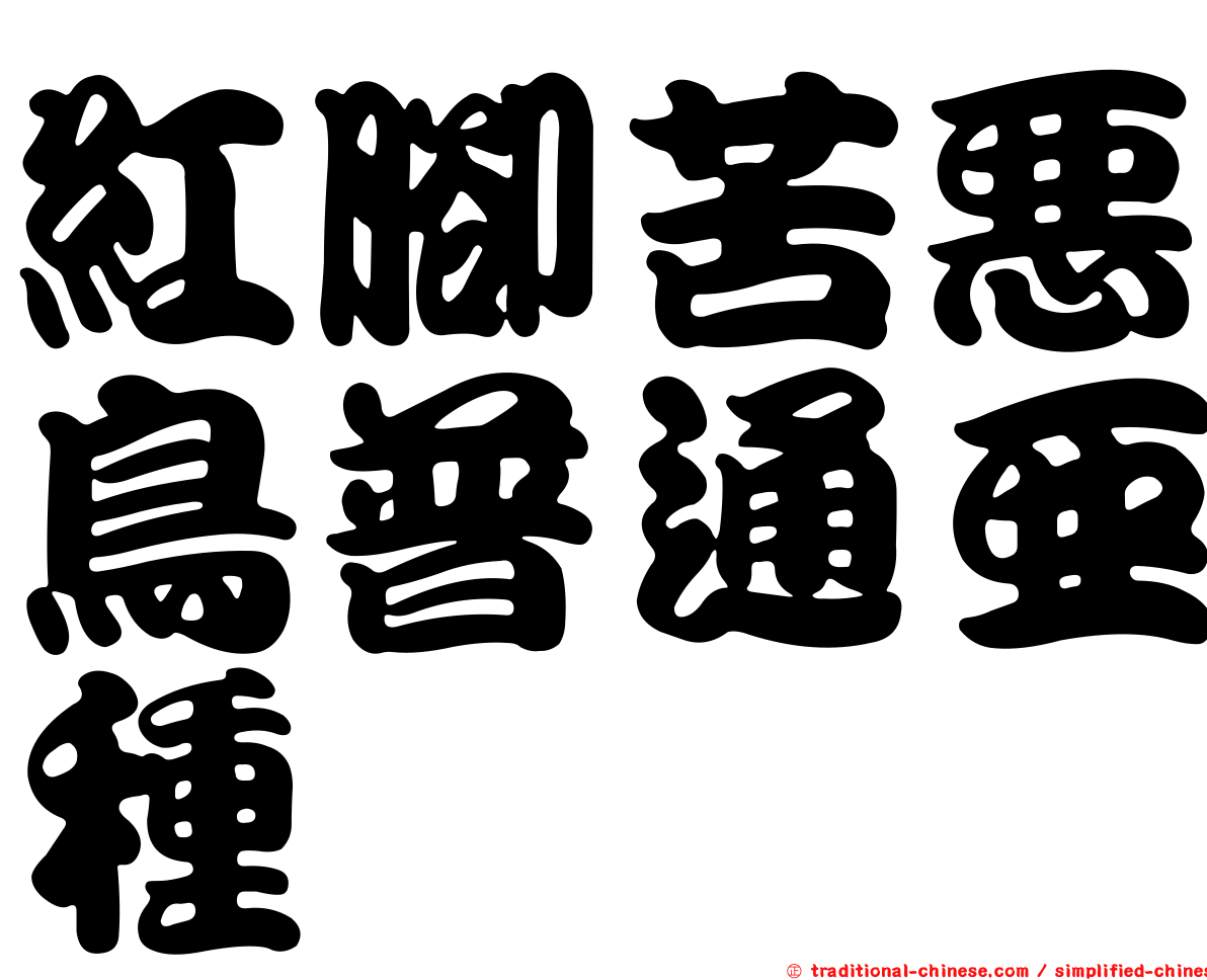 紅腳苦惡鳥普通亞種