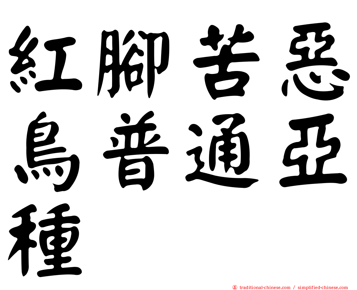 紅腳苦惡鳥普通亞種