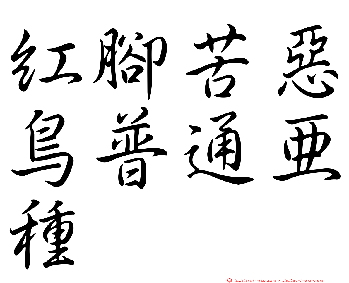 紅腳苦惡鳥普通亞種