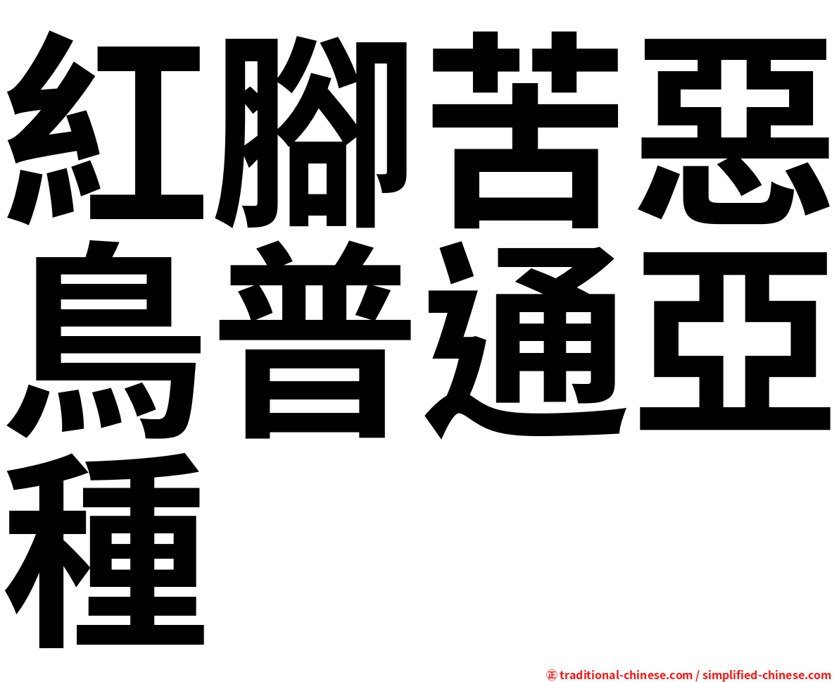 紅腳苦惡鳥普通亞種
